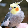 Корелла Кеша